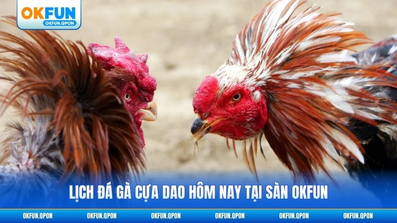 Lịch đá gà cựa dao hôm nay tại sàn OKFUN